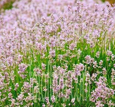 Lavandula angustifolia 'Rosea' / Echter Lavendel