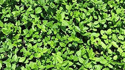 Euonymus fortunei 'Coloratus' / Purpur-Kriechspindel