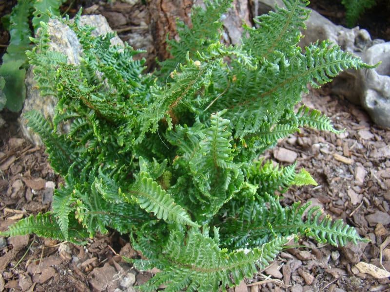 Dryopteris affinis 'Crispa Congesta'/ krauser Goldschuppenfarn