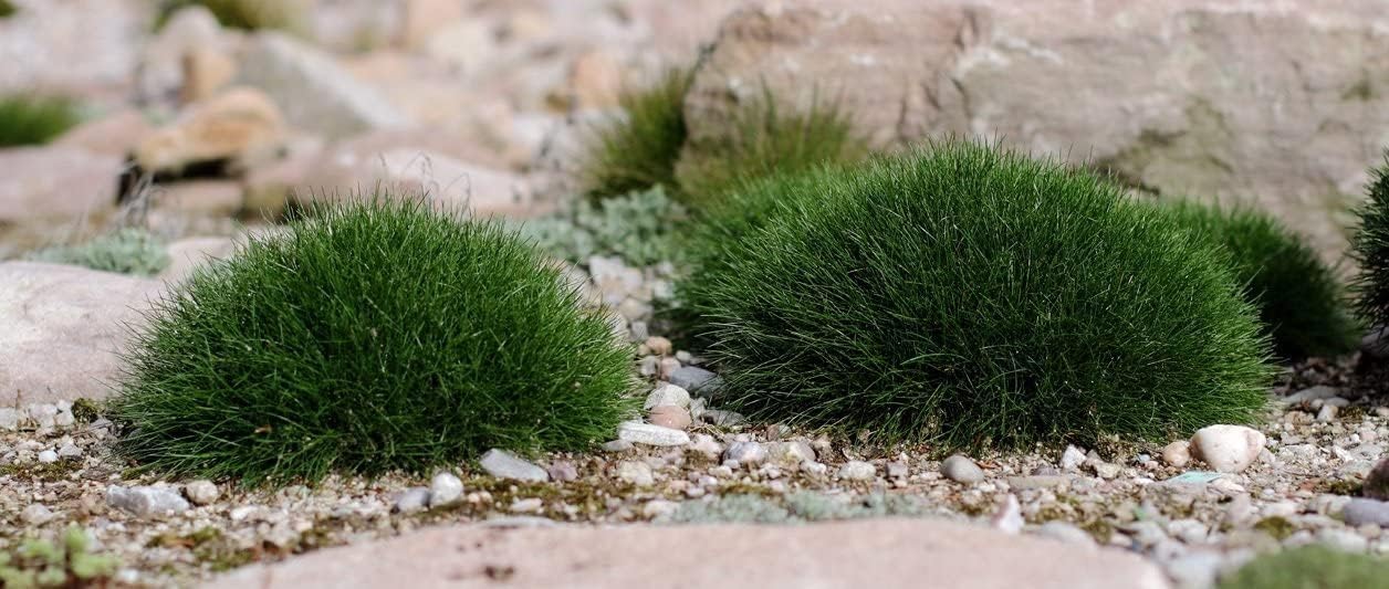 Festuca gautieri 'Pic Carlit' / Bärenfellgras