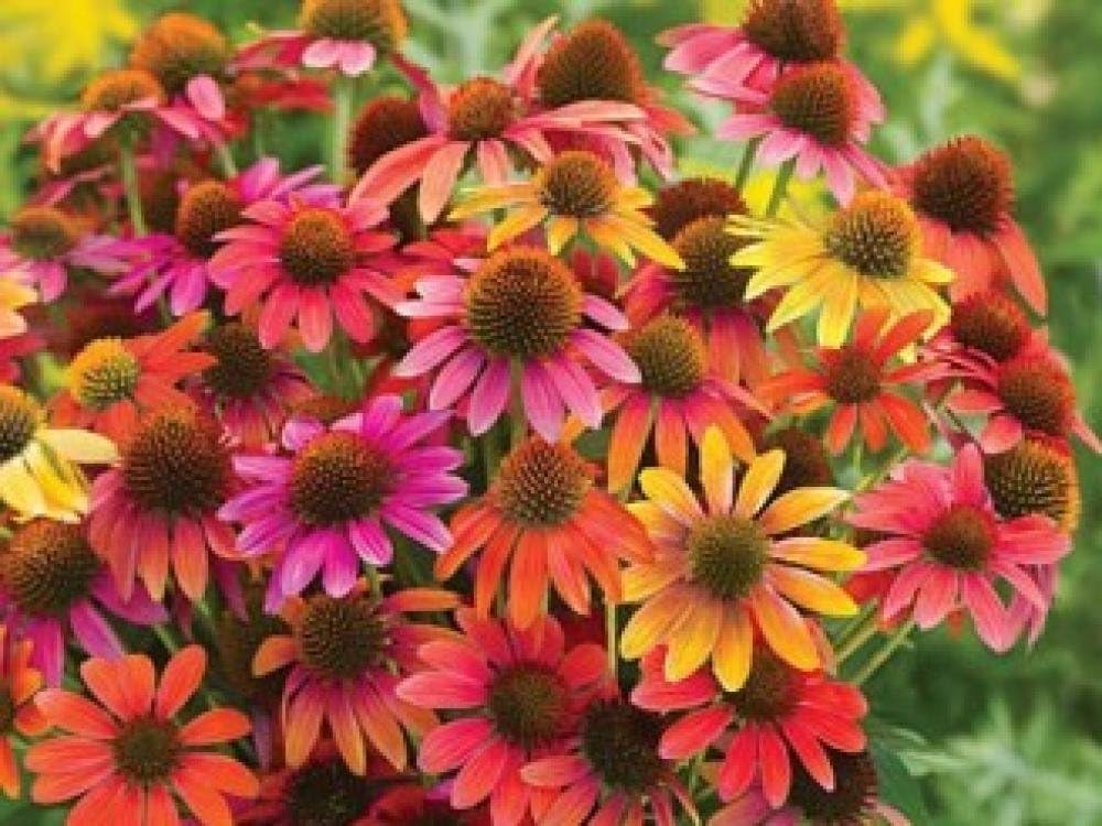 Echinacea purpurea 'Cheyenne Spirit' / Scheinsonnenhut