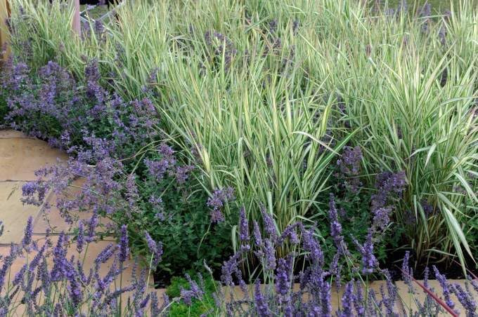 Phalaris arundinacea 'Feesey' / Rohrglanzgras