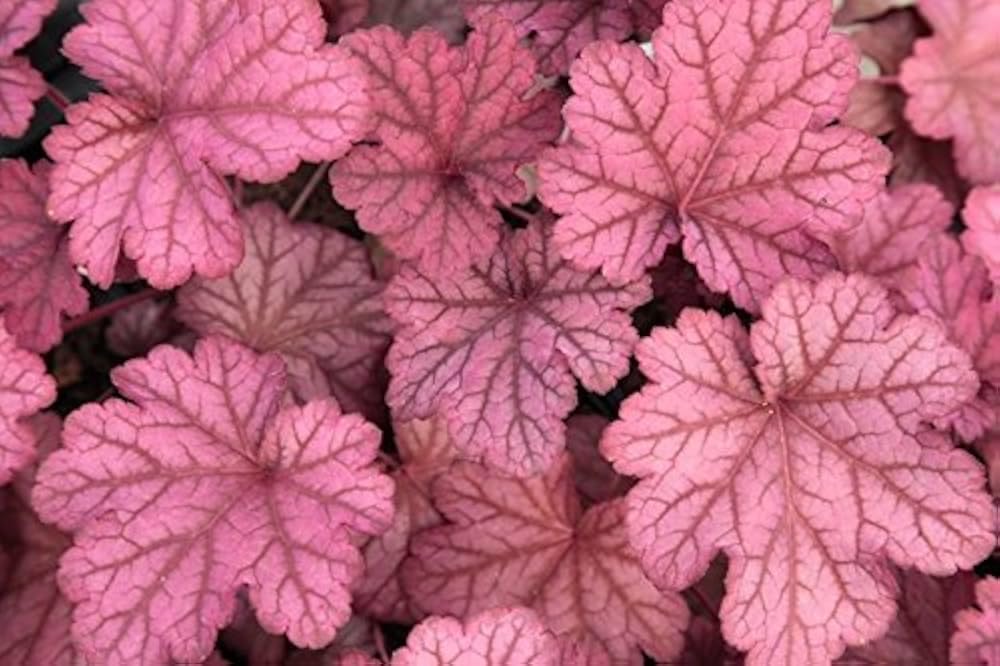 Heuchera Hybride 'Berry Smoothie' / Purpurglöckchen