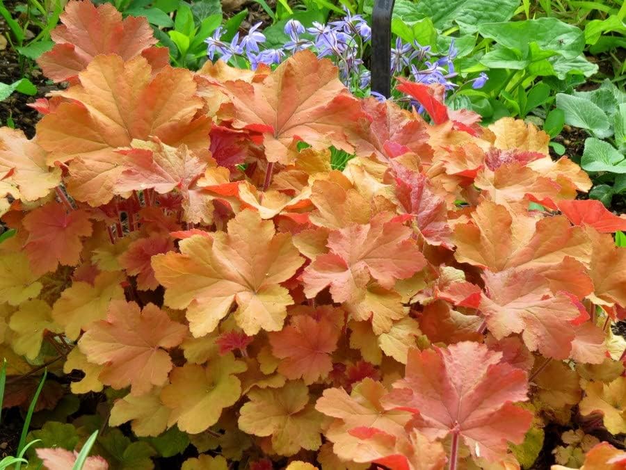 Heuchera Hybride 'Caramel' / Purpurglöckchen