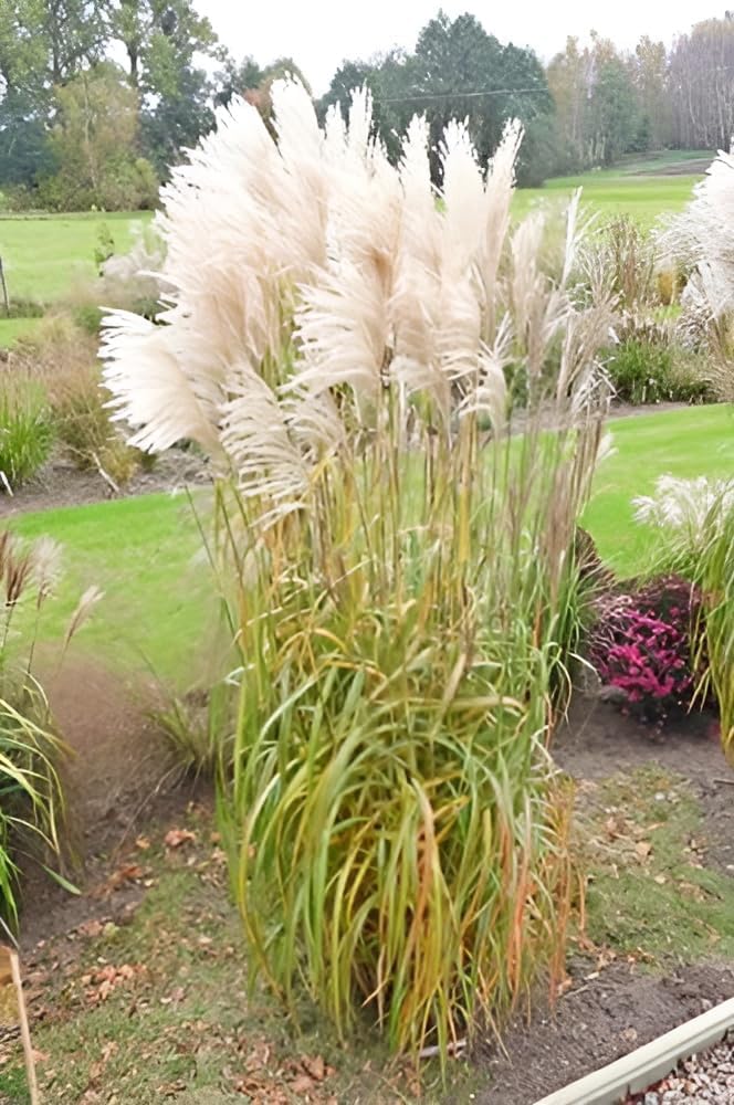 Miscanthus sinensis 'Nishidake' / Chinaschilf