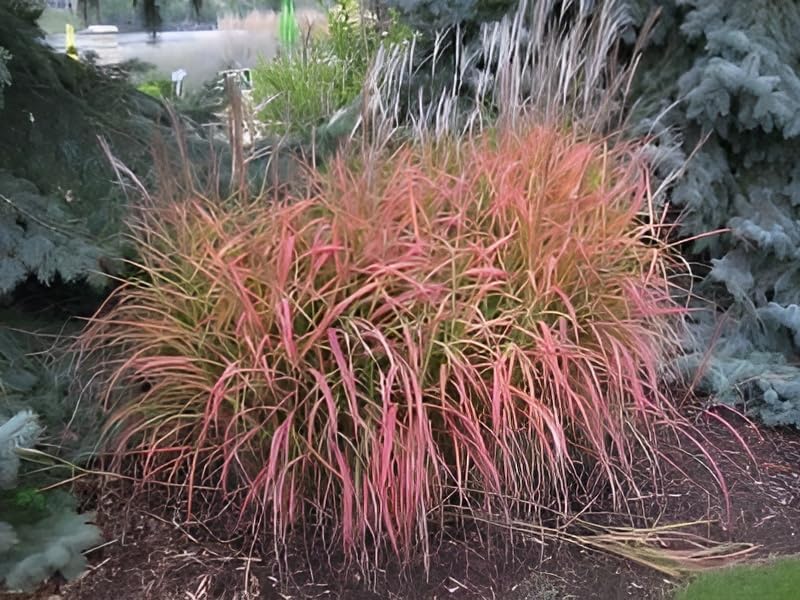 Miscanthus sinensis 'Navajo' / Chinaschilf