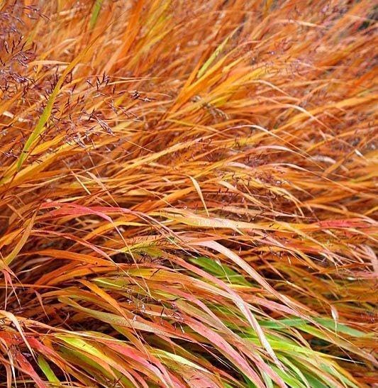 Hakonechloa macra 'Nicolas' / Japanisches Berggras