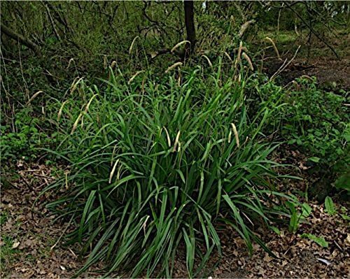 Carex pendula / Riesen Segge