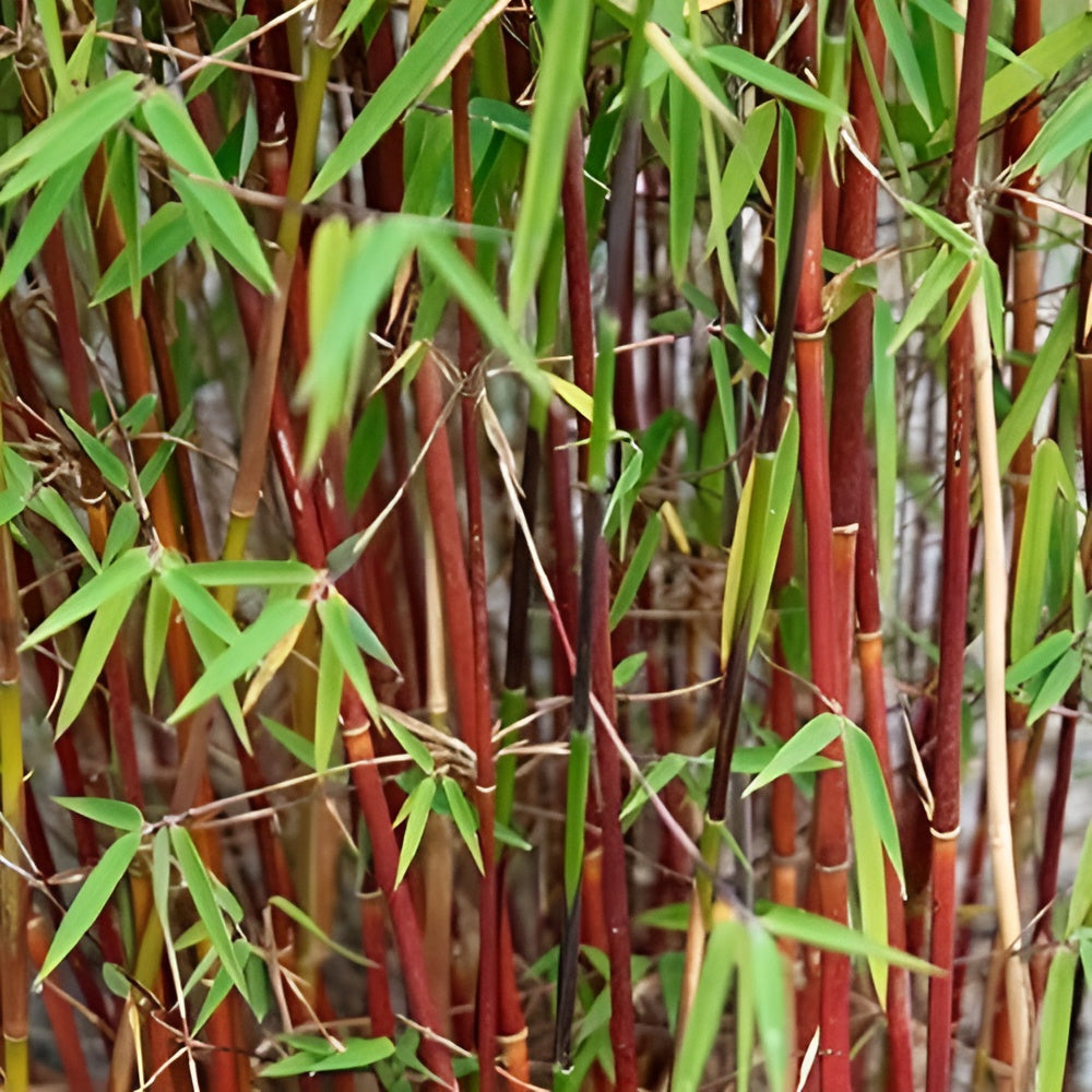 Fargesia scabrida 'Asian Wonder' / Roter Bambus