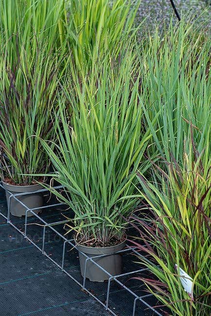 Panicum virgatum 'Blue Fountain' / Blaue Rutenhirse