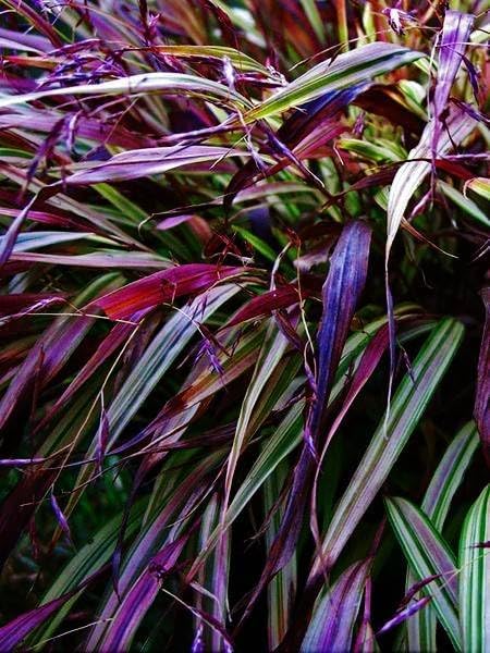 Hakonechloa macra 'Naomi' / Japanisches Berggras