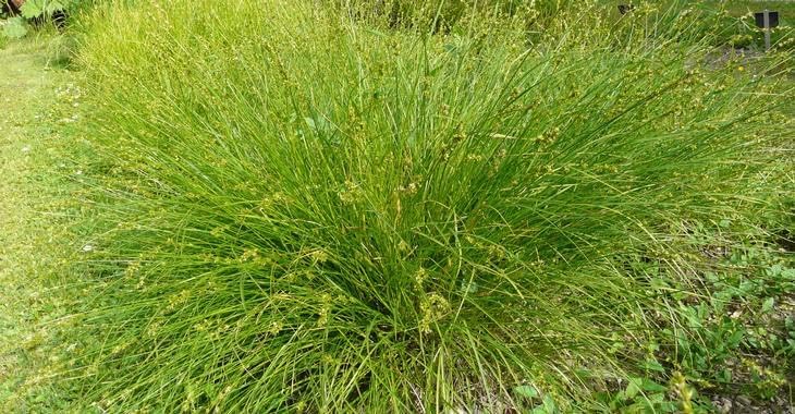Carex howardii 'Phoenix Green' / Segge