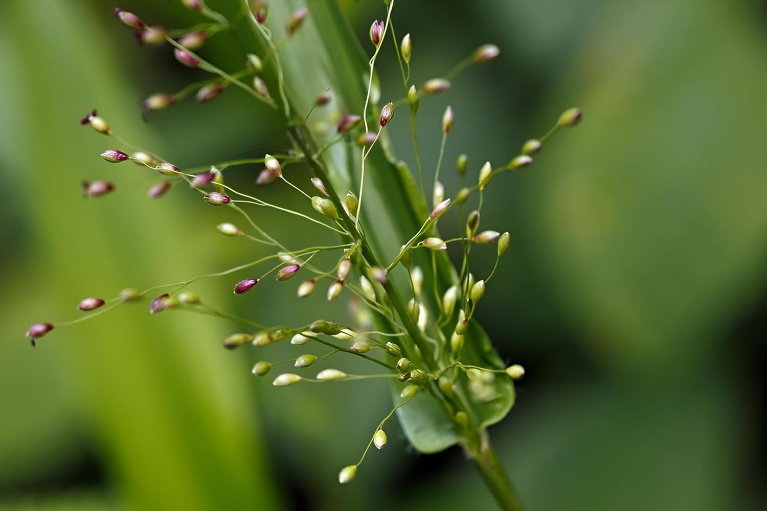 Panicum clandestium / Bambushirse