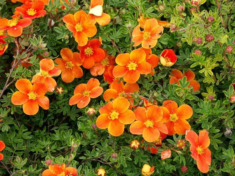 Potentilla fruticosa 'Hopleys Orange' / Oranger Fingerstrauch