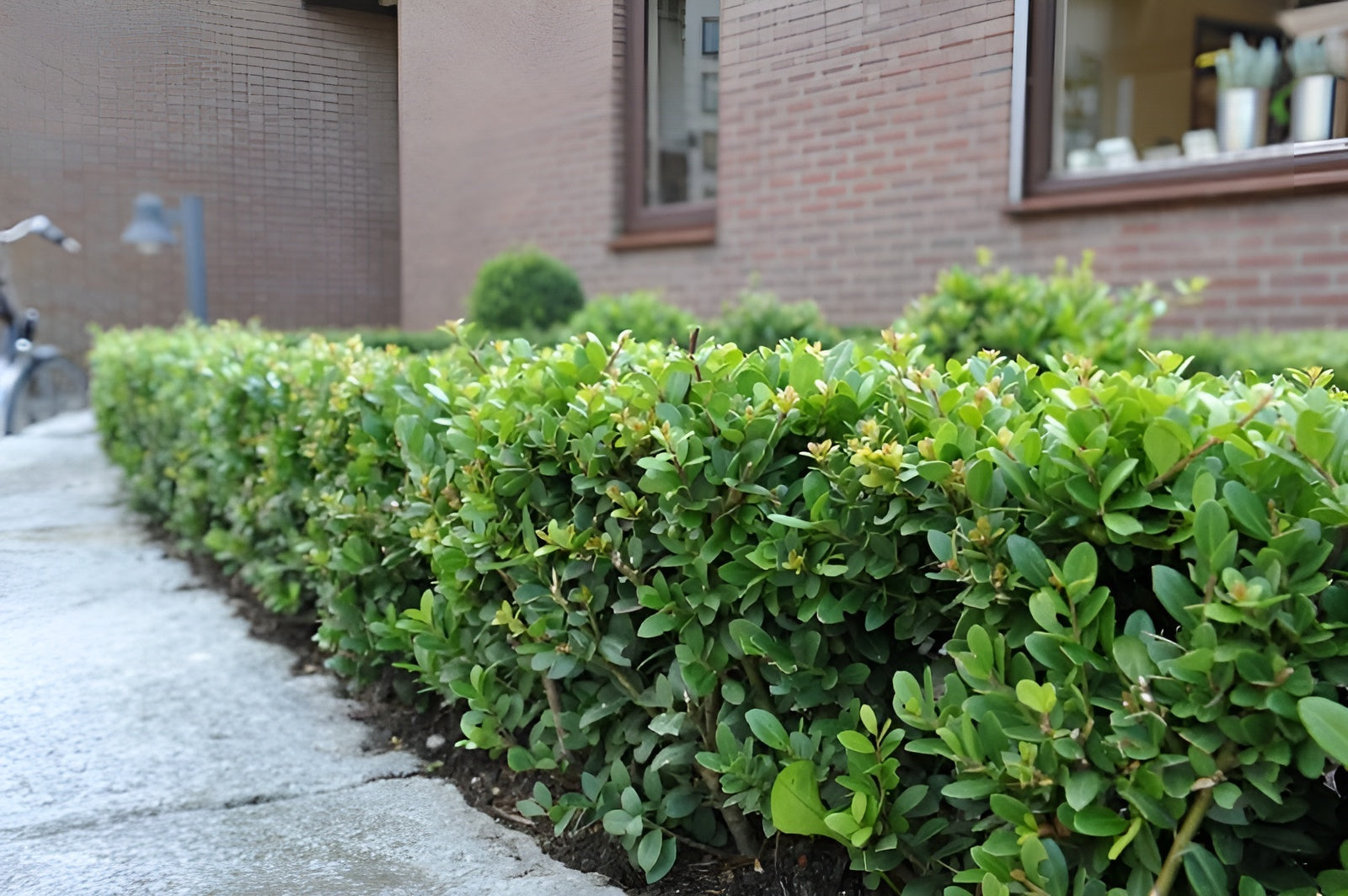 Ilex crenata 'Green Hedge' / Japanische Stechpalme