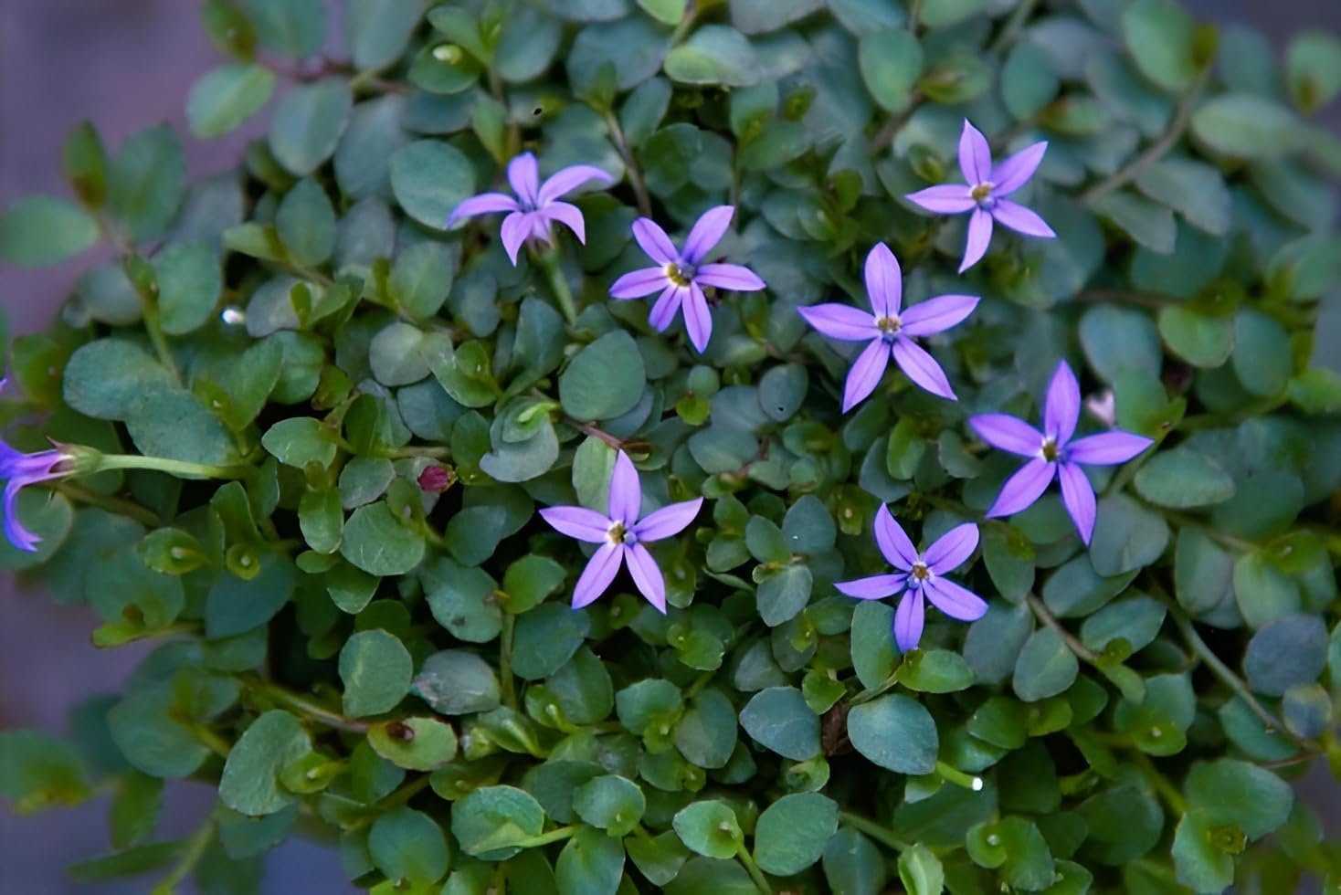 Isotoma fluviatilis 'Dunkelblau' / Blauer Bubikopf