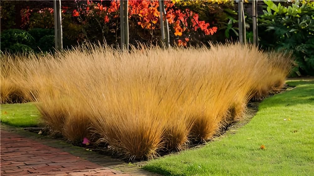 Molinia caerulea 'Poul Petersen' / Kleines Pfeifengras