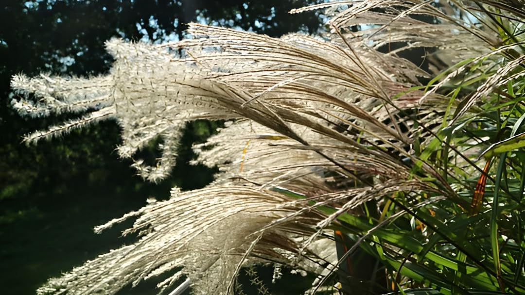 Miscanthus sinensis 'Nishidake' / Chinaschilf