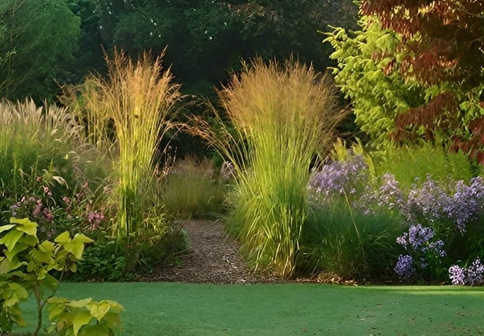 Molinia caerulea 'Poul Petersen' / Kleines Pfeifengras