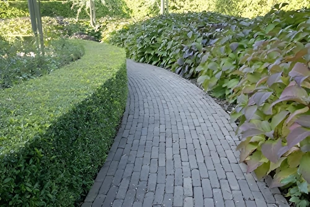 Ilex maximowicziana var. 'Kanehirae' / Japanischer Ilex