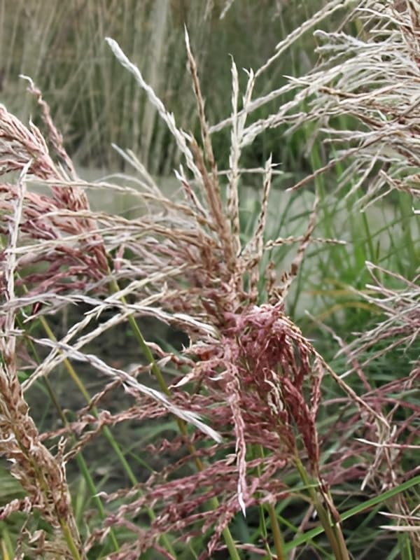 Miscanthus sinensis 'Pink Cloud' / Rosa Chinaschilf
