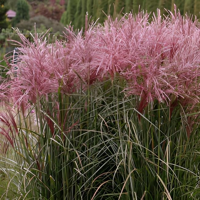 Miscanthus sinensis 'Versammlung' / Rotes Chinaschilf