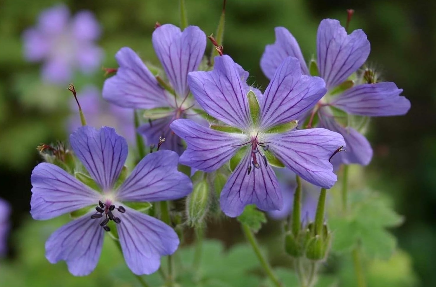 Geranium renardii 'Philippe Vapelle' / Kaukasus Storchschnabel