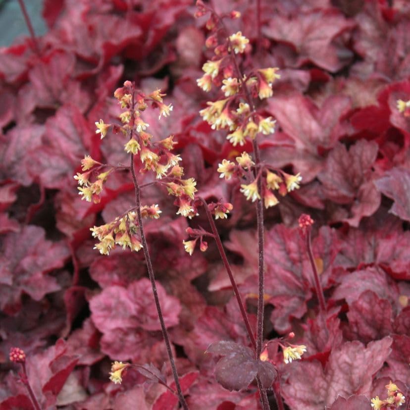 Heuchera Hybride 'Root Beer' / Purpurglöckchen