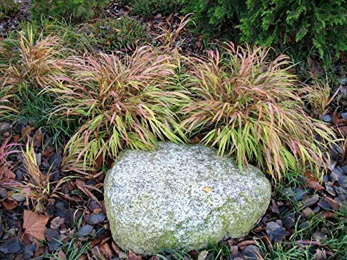 Hakonechloa macra 'Naomi' / Japanisches Berggras