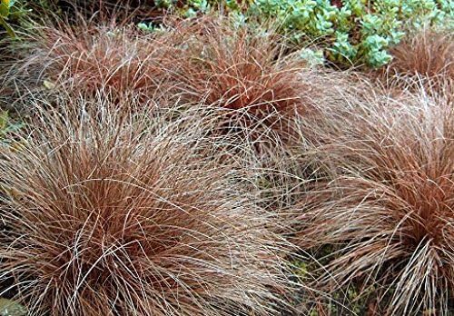 Carex comans 'Bronco' / Neuseeland Segge