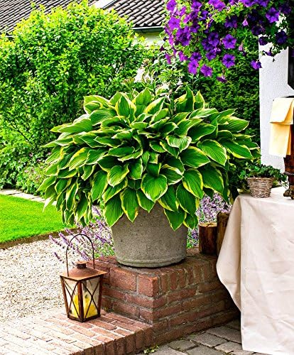 Hosta plantaginea 'So Sweet' / Duft Funkie