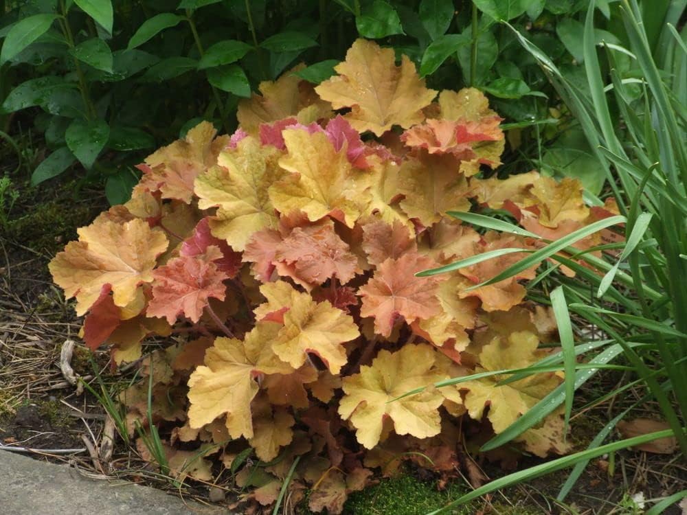 Heuchera Hybride 'Caramel' / Purpurglöckchen