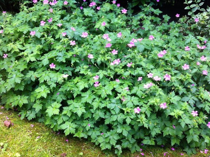 Geranium endressii / Pyrenäen-Storchschnabel