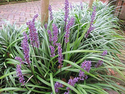 4 x Liriope muscari Kollektion / Lilientraube