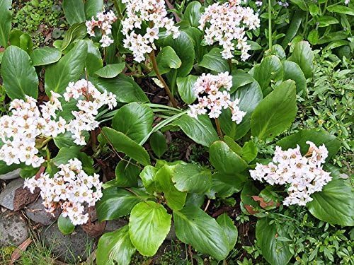 Bergenia cordifolia 'Beach' / Bergenie