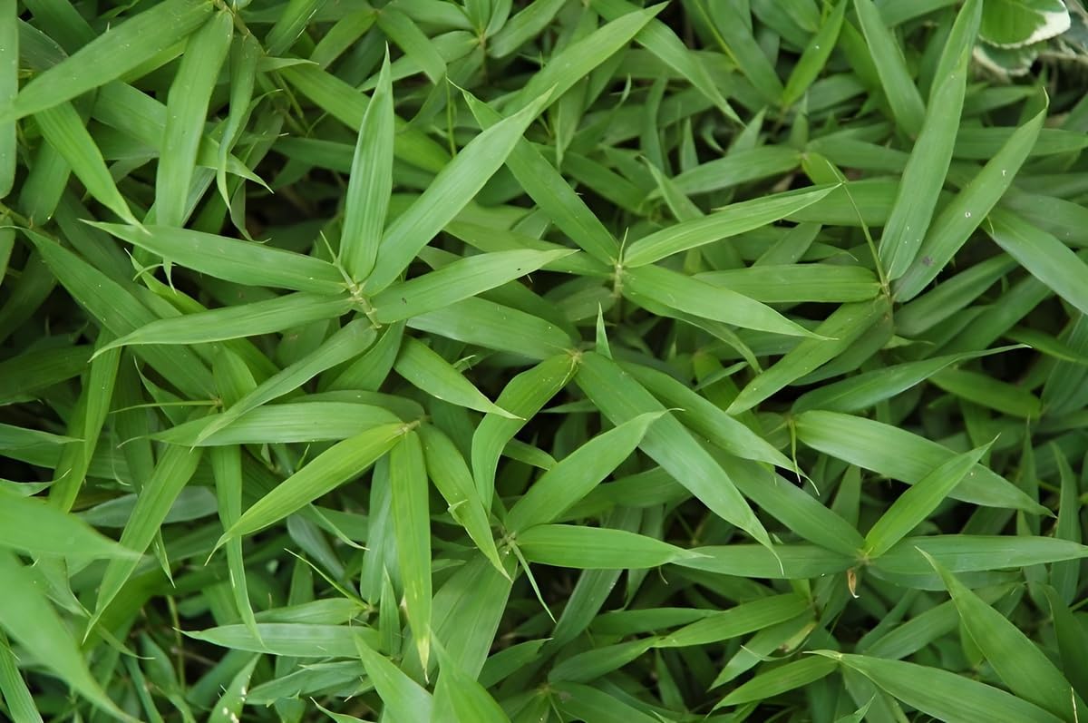 Pleioblastus pumilus / Zwerg-Bambus