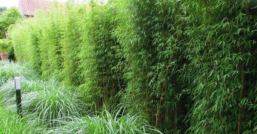 Fargesia murielae 'Rufa' / Heckenbambus