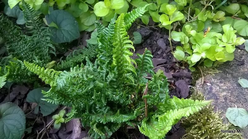 Dryopteris affinis 'Crispa Congesta'/ krauser Goldschuppenfarn
