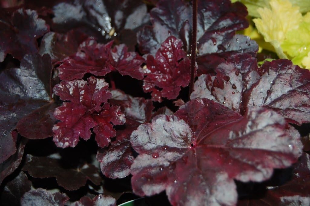Heuchera Hybride ‚Obsidian' / Purpurglöckchen
