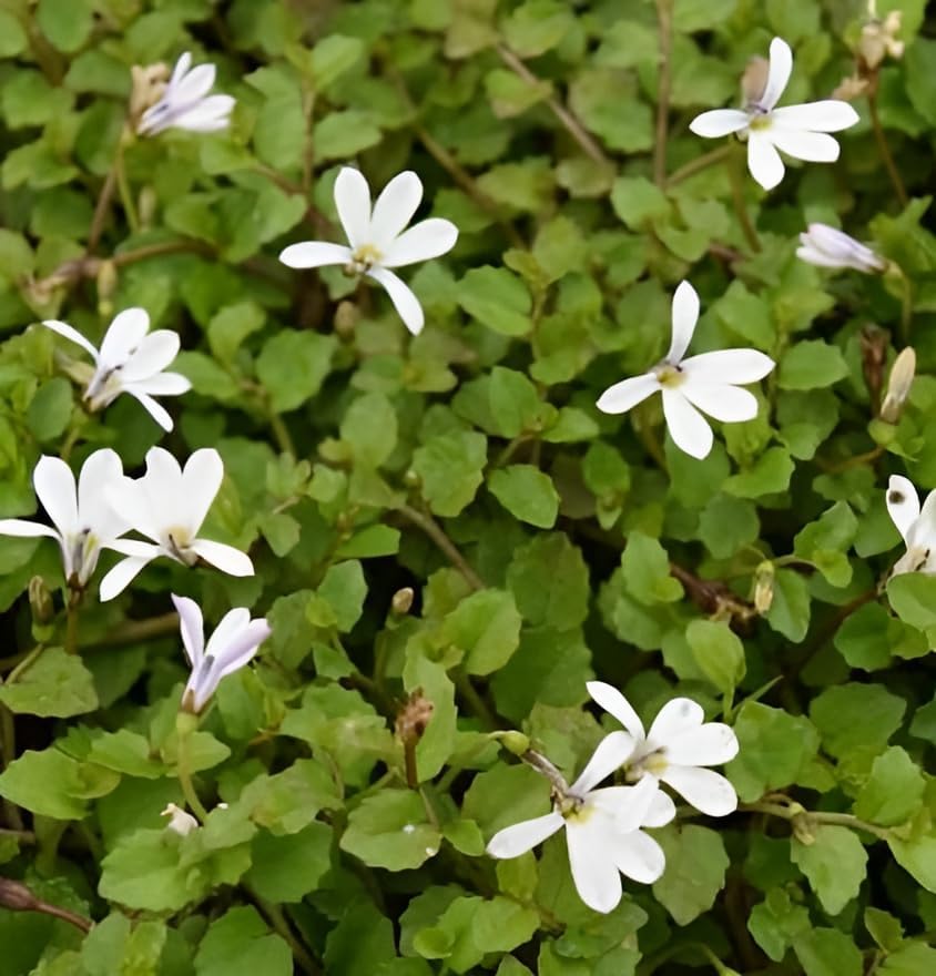 Isotoma fluviatilis 'Treadwellii' / Weißer Bubikopf