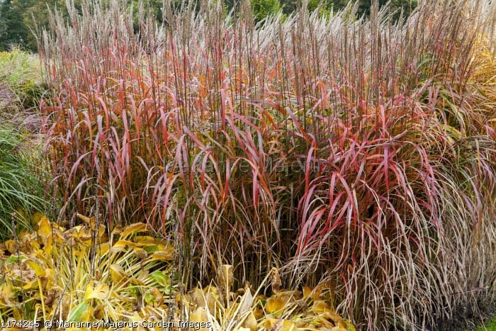 Miscanthus sinensis 'Ghana' / Chinaschilf