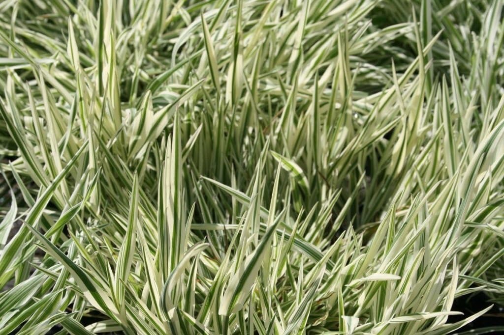 Holcus mollis 'Variegatus' / Weiches Honiggras