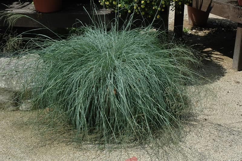 Eragrostis elliottii 'Blue Eros‘ / Blaues Liebesgras