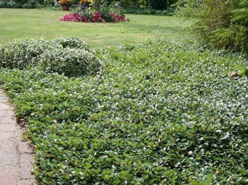 Cotoneaster dammeri 'Radicans' / Teppichmispel