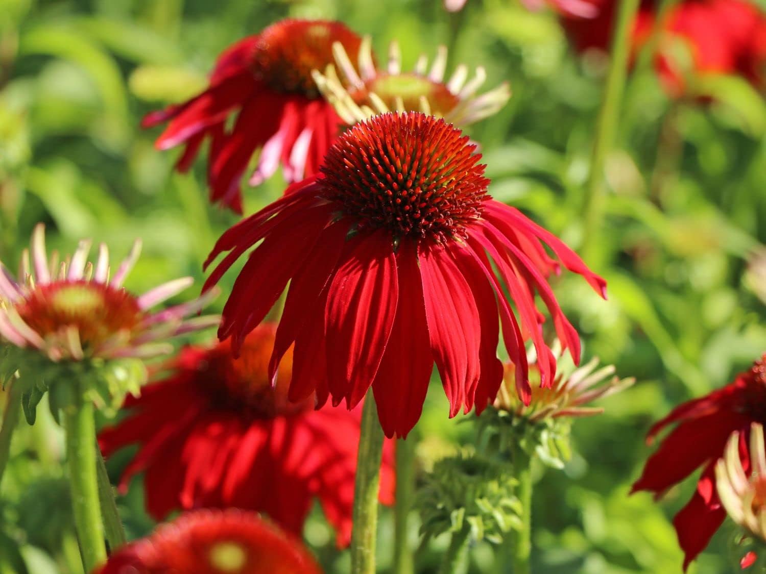 Echinacea purpurea ‚Lakota Red' / Scheinsonnenhut