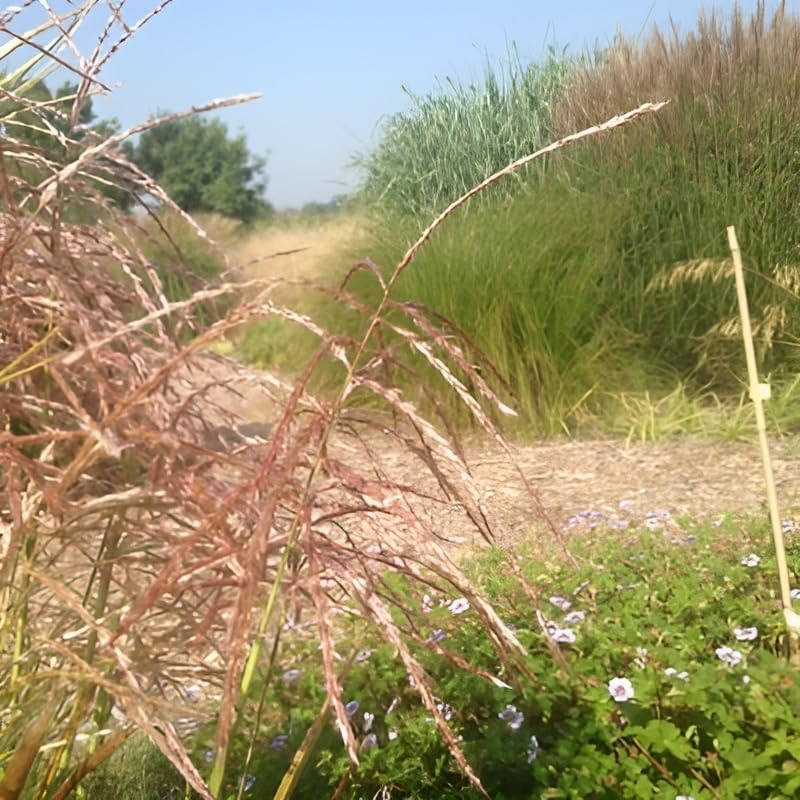 Miscanthus sinensis 'Pink Cloud' / Rosa Chinaschilf