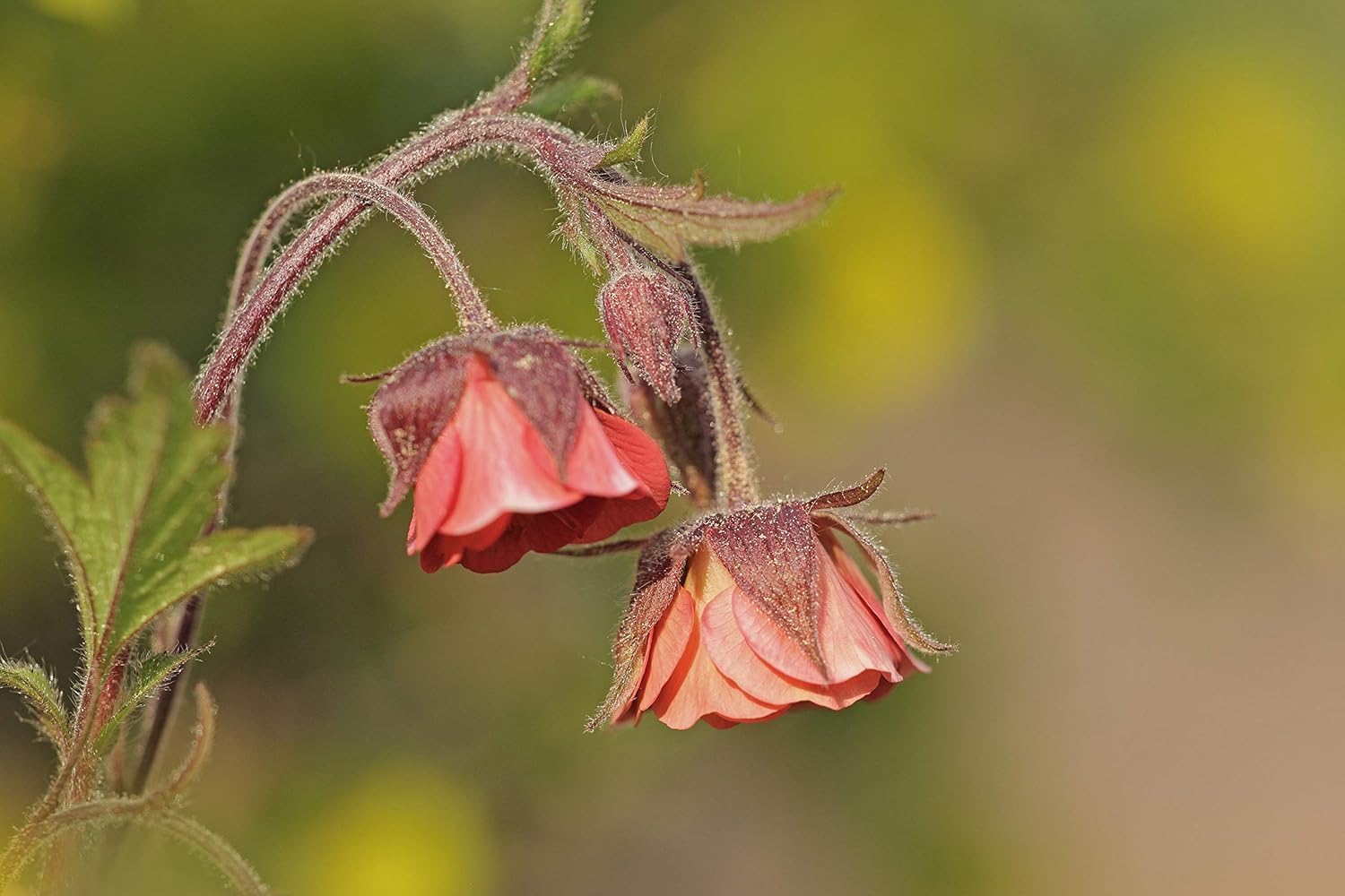 Geum rivale / Bach Nelkenwurz