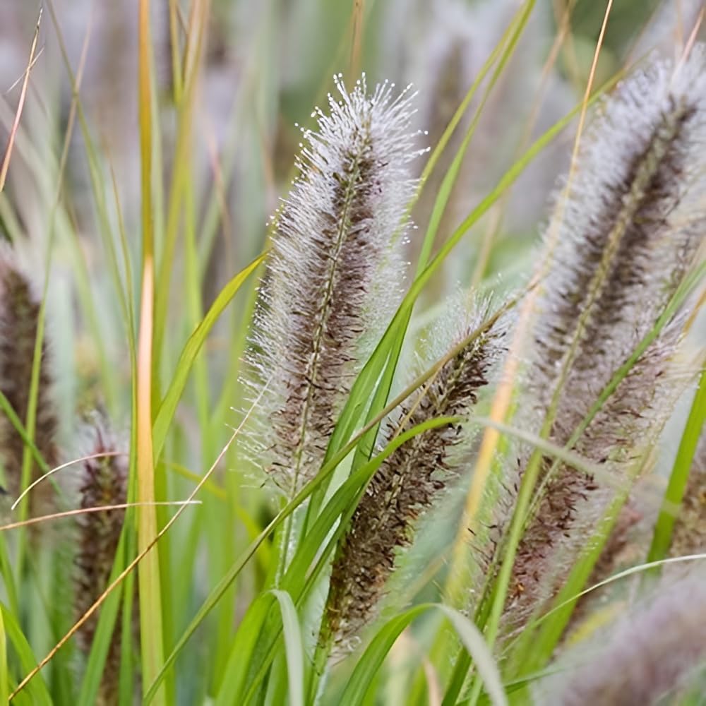 Pennisetum alopecuroides var. viridescens / Dunkles Lampenputzergras
