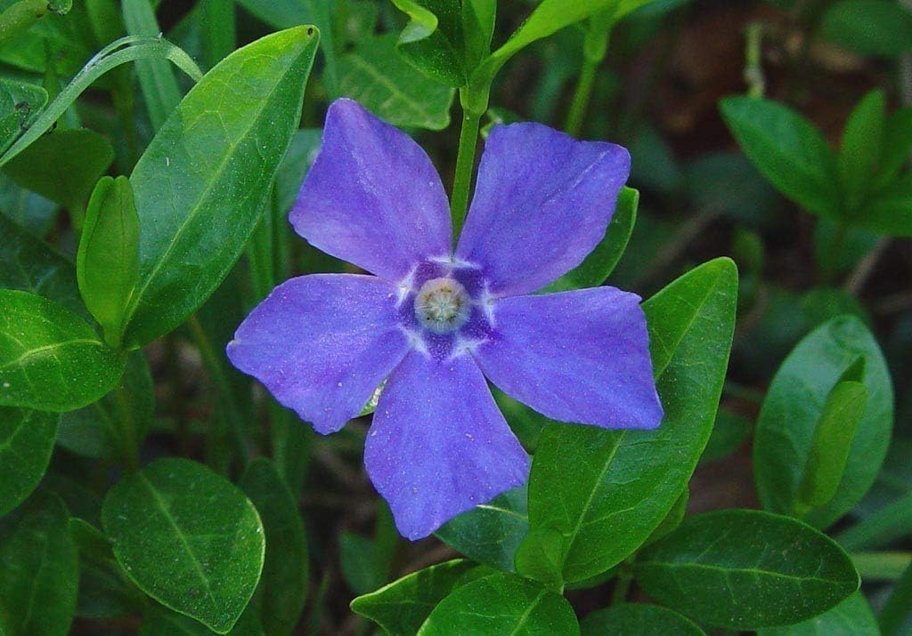 Vinca minor / Kleines Immergrün