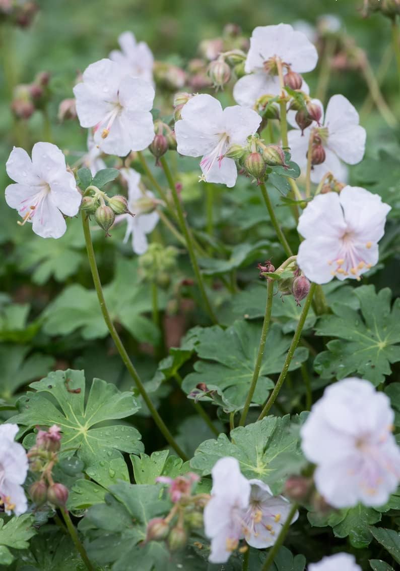 Geranium cantabrigiense 'Saint Ola' / Cambridge Storchschnabel